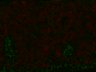 Thumbnail for dataset CycA_video3