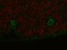 Thumbnail for dataset CycA_bnl_fig2_f_2