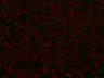 Thumbnail for dataset CycA_bnl_video4