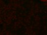 Thumbnail for dataset DEcad-GFP_figS1_1