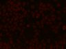 Thumbnail for Par6-GFP_figS8a