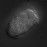 Thumbnail for dataset RNAi_C38D4.3_070116_01