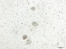 Thumbnail for dataset Fig2B_alone