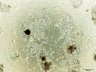 Thumbnail for dataset Fig3C_IgG