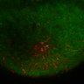 Thumbnail for dataset Fig5C_Thy1-YFP-H_injE