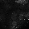 Thumbnail for dataset Fig8-S8_Gua-Acp_131