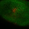 Thumbnail for dataset Fig5C_mitral_cell_2