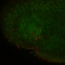 Thumbnail for dataset Fig5C_mitral_cell_4