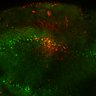 Thumbnail for dataset Fig5C_mitral_cell_5