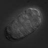 Thumbnail for dataset RNAi_B0361.10_070828_01
