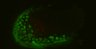 Thumbnail for dataset Fig6A_OMP-GFP