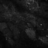 Thumbnail for dataset Fig8-S8_Oca_23