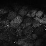 Thumbnail for dataset Fig8-S8_Oca_32