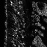 Thumbnail for dataset FigS1D_1