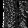 Thumbnail for dataset FigS1D_2