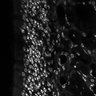 Thumbnail for dataset FigS1D_3