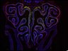 Thumbnail for dataset FigS1D_4