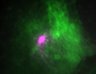 Thumbnail for dataset FigS1F