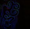 Thumbnail for dataset FigS1I
