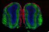 Thumbnail for dataset FigS1J