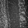 Thumbnail for dataset FigS1K_3