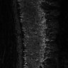 Thumbnail for dataset FigS1L_1