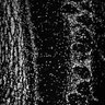 Thumbnail for dataset FigS1L_3