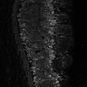Thumbnail for dataset FigS1M_1