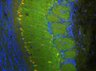 Thumbnail for dataset FigS1N