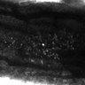 Thumbnail for dataset FigS2A
