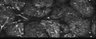 Thumbnail for dataset FigS2C