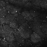 Thumbnail for dataset FiguS4A-S4B_Amylacetate_2