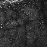 Thumbnail for dataset FiguS4A-S4B_Amylacetate_4
