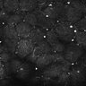 Thumbnail for dataset FiguS4A-S4B_Beta-citronellol_2