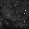 Thumbnail for dataset FiguS4A-S4B_Beta-citronellol_3