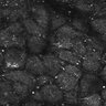 Thumbnail for dataset FiguS4A-S4B_Beta-citronellol_5