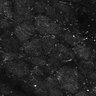 Thumbnail for dataset FiguS4A-S4B_Beta-citronellol_7