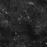 Thumbnail for dataset FiguS4A-S4B_Carvone_2