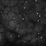 Thumbnail for dataset FiguS4A-S4B_Cineol_3