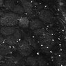 Thumbnail for dataset FiguS4A-S4B_Citral_9