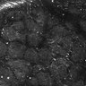 Thumbnail for dataset FiguS4A-S4B_Enanthaldehyde_5