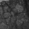 Thumbnail for dataset FiguS4A-S4B_Ethyl-hexanoate_4