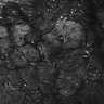 Thumbnail for dataset FiguS4A-S4B_Eugenol_4