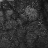 Thumbnail for dataset FiguS4A-S4B_Guaiacol_5