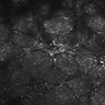 Thumbnail for dataset FiguS4A-S4B_Hexylaldehyde_5