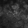 Thumbnail for dataset FiguS4A-S4B_Hexylaldehyde_6