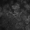Thumbnail for dataset FiguS4A-S4B_Jasmone_4