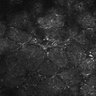 Thumbnail for dataset FiguS4A-S4B_Jasmone_5