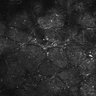 Thumbnail for dataset FiguS4A-S4B_Jasmone_6