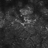 Thumbnail for dataset FiguS4A-S4B_Methyl-benzoate_4
